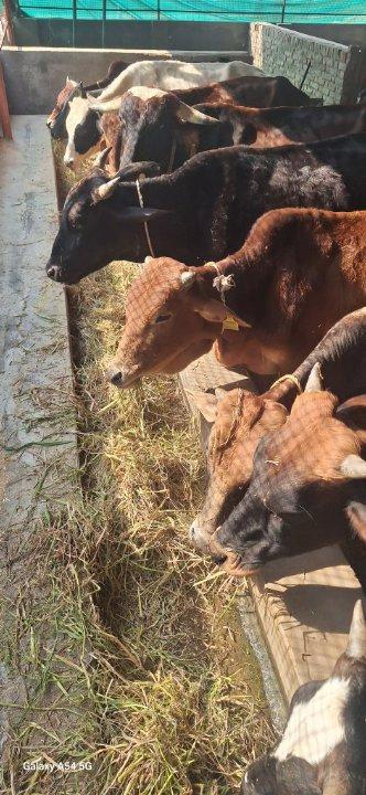 e1bb3ebc-6693-4679-af45-188beed06ab5