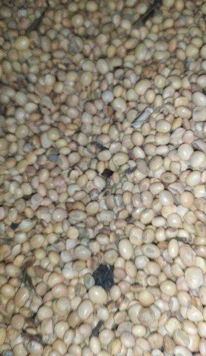 समर्थन मूल्य पर सरकार द्वारा संचालित तोल कांटे पर पाई गई धोखाधड़ी ।
झालावाड़ जिले के रायपुर तहसील क्षेत्र की कृषि उपज मंडी रायपुर में संचालित समर्थन मूल्य पर सोयाबीन तेल कांटे पर किसानों के साथ किया जा रहा है भेदभाव। 
केंद्र सरकार एवं राज्य सरकार द्वारा राजस्थान में निर्देशित समर्थन मूल्य पर कृषि उपज सोयाबीन के तोल केंद्र  पर धोखाधड़ी से परेशान किसान वापस ले जा रहे अपनी उपज के ट्रैक्टर।
15% टूट फूट एवं मिट्टी व कमजोर दानों की छूट तोलप्रपत्र में सरकार के द्वारा मान्यता तोल केंद्र के कर्मचारियों को निर्देशित है ।
फिर भी किसान की उपज को ग्रीटिंग मशीन में फिल्टर करवाया जा रहा है और इसके बाद उसकी उपज को तोला जाता है 
इस बार बारिश के चलते अतिवृष्टि के कारण फसल में दोनों का विकास भरपूर नहीं हो पाया दाना छोटा एवं कुछ कम चमक निकाला है जो किसान के पास निकला है किसान उसी को पंजीयन पर तुलवाने के लिए लाता है जिसमें किसी किसान का तोल लिया जाता है और किसी को छोड़ दिया जाता है और उससे 100% क्वालिटी वाला दान मांगा जाता है ।
विचारणीय बात यह है कि जिस किसान   की एक बोरी सोयाबीन पैदा हुई है और जिसका दाना हल्का है क्या उसकी उपज का कोई मूल्य नहीं क्या सरकार उसे उपज को तोलने में सक्षम नहीं।
किसानों में इस बात को लेकर बहुत रोष है आक्रोश हैआखिर राम तो रूठा है लेकिन राज के द्वारा जो निर्देश दिए गए उसके बाद भी कर्मचारियों के द्वारा भेदभाव किया जा रहा है। 
आज रायपुर टोल केंद्र पर यह बात देखने को सामने में आई है जिसमें किसानों के ट्रैक्टरों को वापस भेजा गया।
किसान जुगल किशोर पाटीदार की फसल से भरे ट्रैक्टर को वापस भेज दिया गया और बहुत सारे किसानों को इसी प्रकार से उनकी उपज तोड़ने से मना कर दिया जाता है। 
प्रत्यक्षदर्शी में भारतीय किसान संघ तहसील संरक्षक भूपेंद्र , रामेश्वर गुर्जर सहकारिता प्रमुख योगेंद्र पाटीदार प्रचारप्रमुख भेरूलाल पाटीदार हिम्मतगढ़ निवासी किसान प्रेम सिंह एवं अन्य किसान भास्कर संवाददाता   रायपुर उपस्थित रहे।