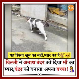 डेली मेल ने एक दिल छू लेने वाला वीडियो शेयर किया, जिसमें एक अनाथ नन्हा बंदर सड़क की एक बिल्ली से ऐसे लिपटा है जैसे वह उसकी माँ हो। वीडियो में बंदर बिल्ली के पेट से चिपक कर उसके साथ चलता दिखता है, जबकि बिल्ली उसे पूरी शांति से सुरक्षा देती रहती है। स्थानीय लोग बताते हैं कि अब दोनों कभी अलग नहीं होते। यह रिश्ता साबित करता है कि मातृत्व की भावना प्रजातियों से ऊपर होती है।🔥 #viral #trending #cutestvideo #animals #animalshorts #catlove #monkeylove #viralreels #trendingreels #hearttouching #mustwatch #dailynews #pets #reelkarofeelkaro #foryou #fyp #viralscene #cuteanimals #naturelove