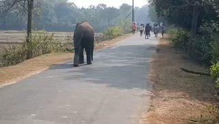 #ଦନ୍ତାକୁ_ମାରିଲା_କିଏ?
ମୁହଁରେ ବାଣ ଫୁଟି ଗୁରୁତର ହେଲା ହାତୀ, ମୟୂରଭଞ୍ଜରେ ଅଭାବନୀୟ ଘଟଣା
ମୟୂରଭଞ୍ଜ ଜିଲ୍ଲାର ବାଙ୍ଗିରିପୋଷି ଅଞ୍ଚଳରେ ଏକ ଅଭାବନୀୟ ଓ ଚିନ୍ତାଜନକ ଘଟଣା ସାମ୍ନାକୁ ଆସିଛି। ମୁହଁରେ ବିସ୍ଫୋରକ (ବାଣ) ଫୁଟି ଯିବାରୁ ଏକ ମାଈ ହାତୀ ଗୁରୁତର ଆହତ ହୋଇଥିଲା। ଗତ ଗୁରୁବାର ଗୋଠରୁ ଅଲଗା ହୋଇ କ୍ଷତାକ୍ତ ଅବସ୍ଥାରେ ଏଣେତେଣେ ଘୁରୁଥିବା ହାତୀକୁ ବନ ବିଭାଗ ଉଦ୍ଧାର କରିଛି।
ଘଟଣା ସୂଚନା ପାଇ ବନ କର୍ମଚାରୀମାନେ ତୁରନ୍ତ ଘଟଣାସ୍ଥଳରେ ପହଞ୍ଚି ଆହତ ହାତୀର ଚିକିତ୍ସା ଆରମ୍ଭ କରିଛନ୍ତି। ହାତୀର ଅବସ୍ଥା ଏବେ ମଧ୍ୟ ଗୁରୁତର ଥିବା ବେଳେ, ଏହା ପଛରେ କେଉଁମାନେ ଦାୟୀ—ସେନେଇ ପ୍ରଶ୍ନ ଉଠିଛି।
ଏହା ସହିତ  ବନ୍ୟପ୍ରାଣୀ ଉପରେ ଏପରି ନିର୍ମମତା ସାଧାରଣ ଲୋକମାନଙ୍କ ମଧ୍ୟରେ ଭାରି ଆକ୍ରୋଶ ସୃଷ୍ଟି କରିଛି।
ଦୋଷୀଙ୍କୁ ଚିହ୍ନଟ କରି କଠୋର ଶାସ୍ତି ଦେବାକୁ ସାଧାରଣ ଲୋକ ଓ ପଶୁପ୍ରେମୀ ସଂଗଠନମାନେ ଦାବି କରୁଛନ୍ତି।
#ElephantBombInjury_Mayurbhanj
#BangiriposiElephantCase
#WildlifeCruelty
#SaveElephants
#ForestInvestigation