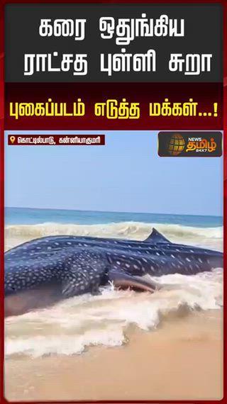 கரை ஒதுங்கிய திமிங்கலம் 😲