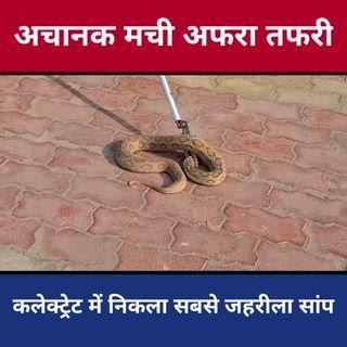 शामली तहसीलदार कार्यालय में अचानक निकला सबसे जहरीला सांप