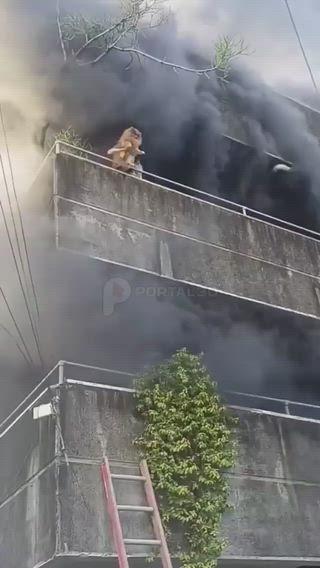 फिलीपींस के सेबू के मंडाउ शहर में लगी भीषण आग के दौरान एक महिला ने अपने पालतू कुत्तों के बिना भागने से मना कर दिया
पहले उसने कुत्ते को सुरक्षित नीचे फेंक दिया, फिर अपने हाथों से रेलिंग से लटक गई और फ़ायर फाइटर्स ने सीढ़ी की मदद से उसे सुरक्षित उतार लिया।