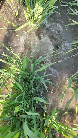 क्षेत्र कि सबसे बड़ी ताकली बांध परियोजना अब तक सहीं तरह से धरातल पर नहीं उतर पाई अभी कुछ ही गांवों के किसानों को इसका फायदा मिल पा रहा है वहीं परियोजना के अन्तर्गत डाली पाइप लाइन कि टेस्टिंग चल रही जिसमें पीपल्दा गांव में कहीं किसानों के खेतों में अभी तक वाल नहीं लगाएं जिससे लगातार एक हीं जगह पर पानी निकल रहा जिससे किसानों कि फसलों में नुकसान पहुंचा रहा है