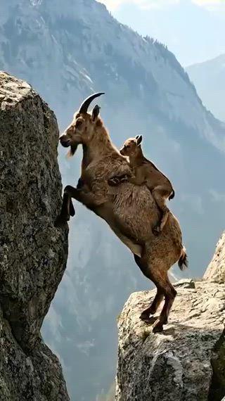 ஆபத்தான நிலையில் தன் குழந்தையுடன் ஒரு முயற்சி அதில் எழுச்சி.