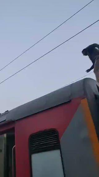प्रतापगढ़ में चलती ट्रेन के डिब्बे के ऊपर चढ़ा सिरफिरा युवक,किया हाई वोल्टेज ड्रामा।संत कबीर नगर जिले का रहने वाला है ट्रेन पर चढ़ने वाला सिरफिरा युवक मो० अनस,