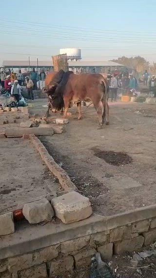 मुरैना सब्जी मंडी 
🐂🐂🐂🐂🐂🐂