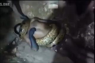 इंडोनेशिया/दक्षिण-पूर्व एशिया जैसा दृश्य, लेकिन वीडियो भारत में तेजी से वायरल — “अजगर ने किसान को निगल लिया!” का दावा झूठा निकला
सोशल मीडिया पर एक बड़ा अजगर और उसके शिकंजे में फंसे एक व्यक्ति का वीडियो खूब वायरल हो रहा है। कई पोस्टों में दावा किया जा रहा है कि “अजगर आदमी को पूरी तरह निगलने वाला था” या “आदमी जिंदा निगला गया”