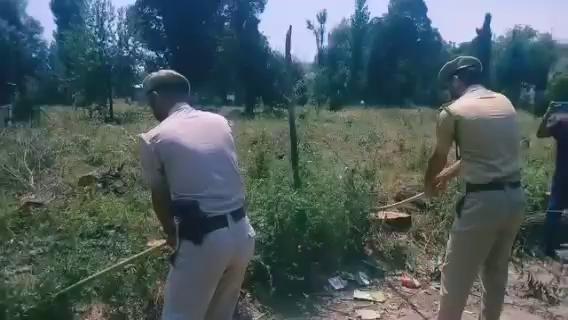 Bung Cultivation Destroyed at Pattan.