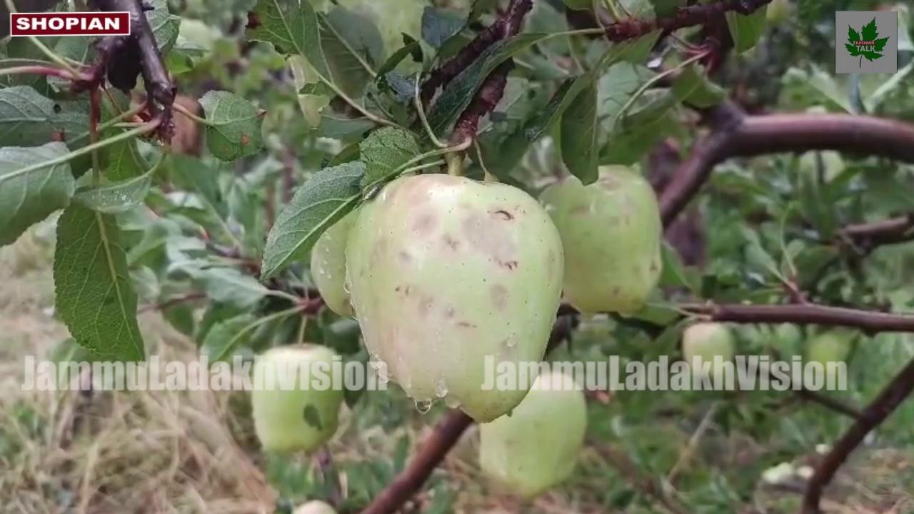 #Apple Crop Damage due to #hailstorm in #Shopian District