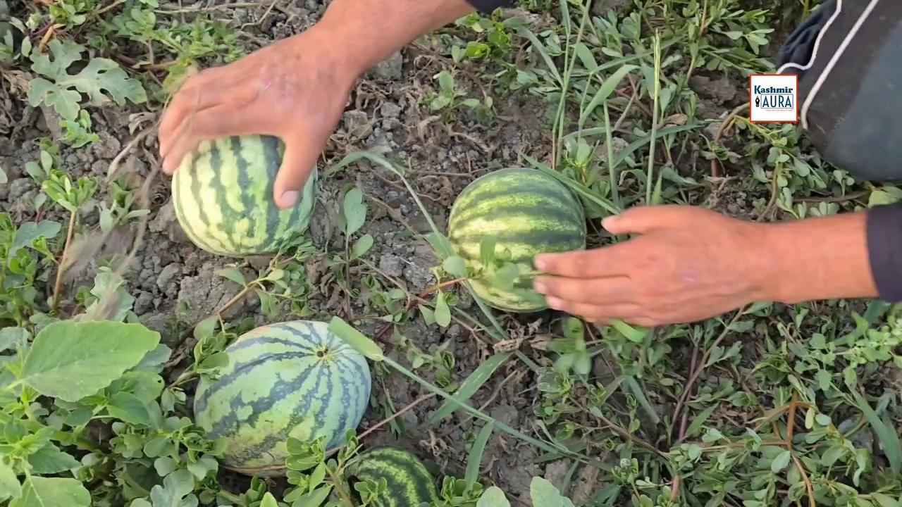 #Watch | Khanpora Ganderbal has indeed Made a Name For itself as a Significant Producer of Watermelons in Kashmir. The Region's Unique Climatic Conditions Seem to be Perfectly Suited For Cultivating These Juicy and Refreshing Fruits. Watch Local Farmer Nazir Ahmed Bhat In Conversation With Kashmir Aura's Farooq Shah.
