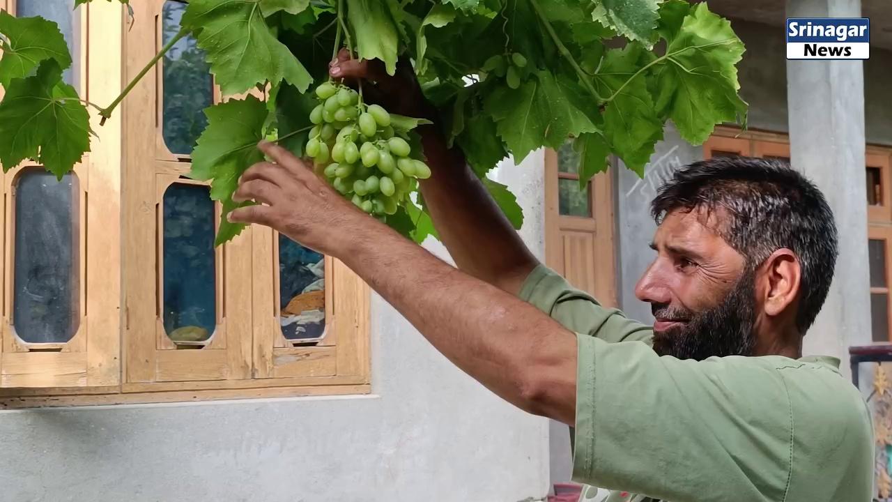 Ganderbal, Khanpora is famously known as The Grapes Village of Kashmir