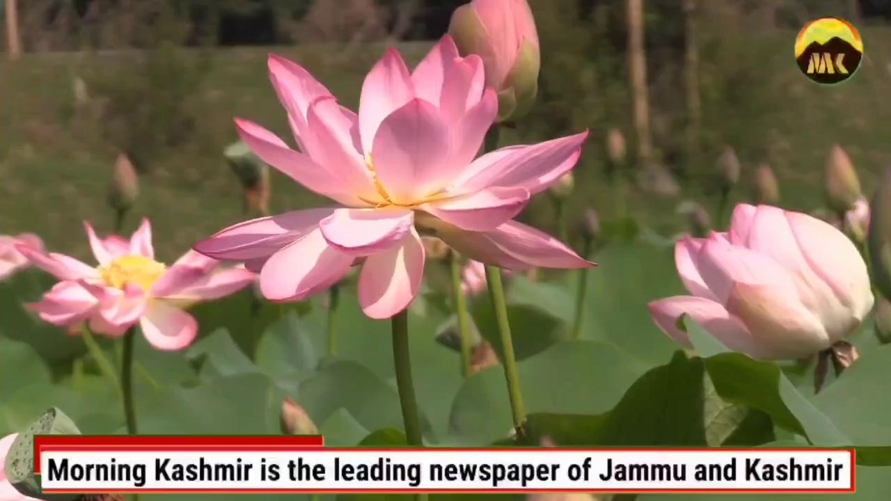 Lotus flowers blooming in floating lotus garden in Dal Lake Srinagar.