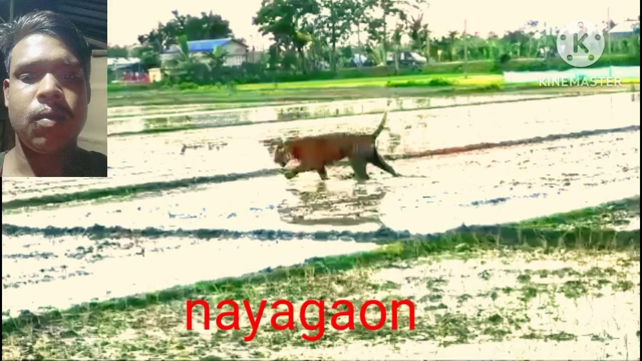 Nayagaon Video