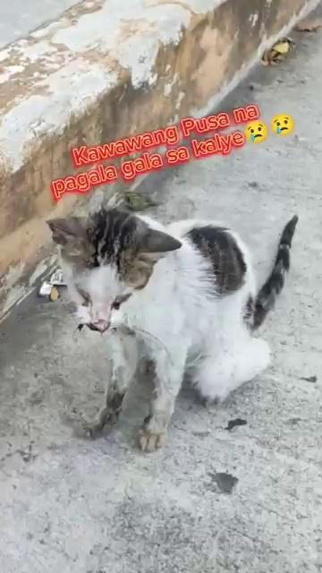 Pusa Nakakaawa