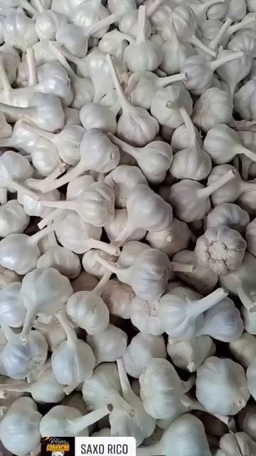 jaora garlic riyawan