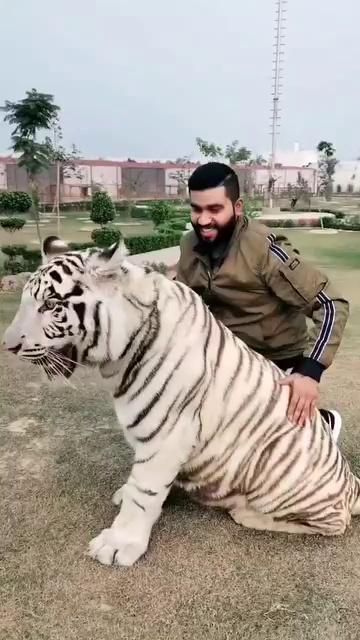 White Tiger