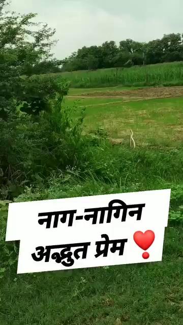 नाग-नागिन का ऐसा प्रेम देखकर दिल भर आया
The true love story
.
.
#loveislove #naagin #NaagPanchami #snake #LoveStory #viralpost2024 #Balrampur #viralreelsfb #trendingreelsvideo #viralshorts #school #trendingreels #feelingloved #love #lovelife #lovewhereyoulive #trendingnow #trendingpost #trendingvideo #trend #viralvideochallenge #viralreelschallenge #viralreelsfacebook #viralpost #naagjogi #BiggBoss #biggbossottseason3 #khatronkekhiladi12 #KhatronKeKhiladi #KhatronKeKhiladiS14 #viralpost2024 आपका बलरामपुर topfans Following Bigg Boss Prabhakar Pandey Balrampur Following Love Feel You Feel Silent Feelingツ Fossbytes