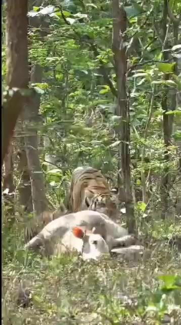 *Tiger food!इस वीडियो को रामनगर अपर कोसी बीट बैराज के पास का आज का बताया जा रहा है,वनाधिकारी ने बताया कि बैराज के पास में शिकार की गयी गाय का रंग काला है जबकी यह सफेद रंग की है,अब यह वीडियो कोसी बैराज का बताकर खूब वायरल किया जा रहा है,यह वीडियो कहां का है इस विषय में हमारे पास भी जानकारी नही!लेकिन टाइगर हंटिंग का यह वीडियो खूब वायरल हो रहा है*