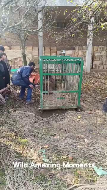 An official from the forest department told over the phone that locals had informed them of the bear getting trapped and added that a rescue team from North Division Sopore would determine whether to send the bear to a forest reserve or a zoo. #savewildlife #wildlife #Rescued followers