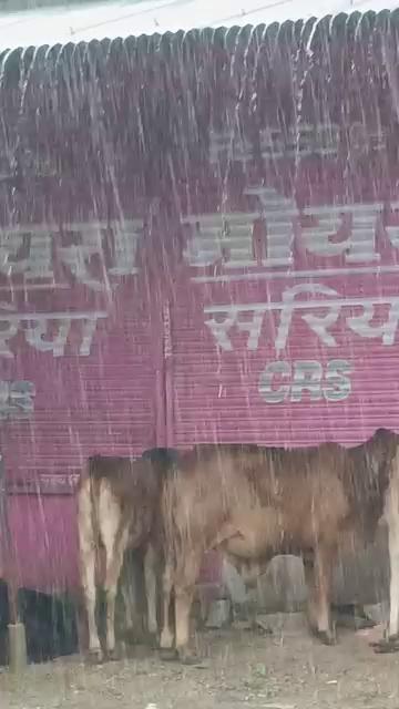 सूरौठ मे इस समय जोरदार बारिश ...