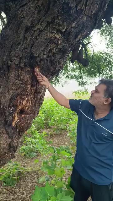 गेल्या आठवड्यात अक्षरवाड;मय प्रकाशनाचे प्रकाशक बाळासाहेब घोंगडे घोंगडे बाळ दादा माझ्या गावी मुंगूसवाडेला आले होते ,येण्या आधी दोन दिवसांपूर्वी दादांचा फोन आला लक्ष्मणा ,मी येतोय तुझ्याकडं ज्या शेतातला मुखपृष्ठावर घेतलेला फोटो टिपलास त्या वावरात अक्षरपेरणीच्या अंकाचं प्रकाशन करू ,पहिल्यांदा मला वाटलं दादा आपली मस्करी करताहेत ,एवढा कामाचा व्याप सोडून दोनशे अडिचशे किलोमीटरवर दूर शेतात प्रकाशन करायला कशाचे येतात ते ,मी म्हणालो या बहुतेकदा शनिवार रविवार मी गावाकडचं असतो त्यात आदल्या दिवशी डॉ . भास्कर बडे सरांचा ही फोन आला ,उद्या बाळासाहेब येतात ,कसं करता?मी म्हणालो , लवकर आले तर थेट गावापर्यंत बस आहे ,पण उशिर होणार असेल तर मी जातो त्यांना पाथर्डी पर्यंत आणायला ,दादाने शनिवारी सकाळीच बसतांना मला फोन केला ,लक्ष्मणा मी बसलोय ,साधरण तीन वाजेपर्यंत पोहचलं पाथर्डीत ,मी ही शनिवारची शाळा सुटली अन पाथर्डी गाठली..