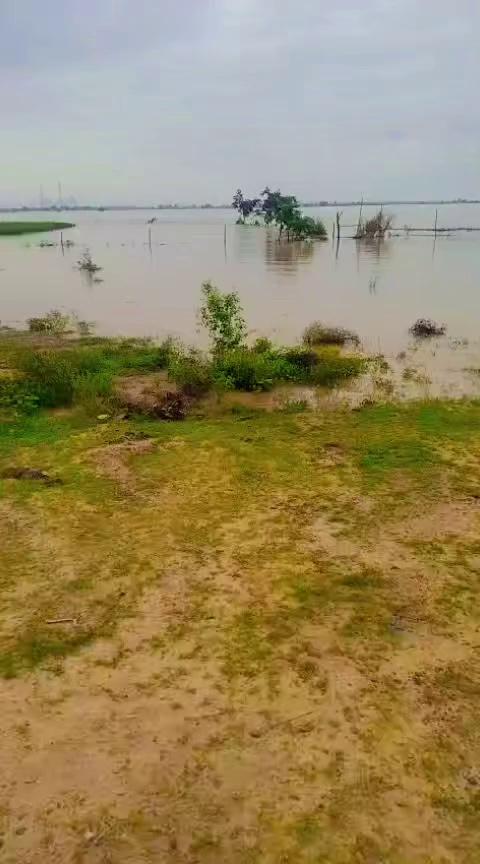 #Tilouthu बुढ़ा बुधी घाट के नजारा है ! बाढ़ का पानी।
Facebook video
