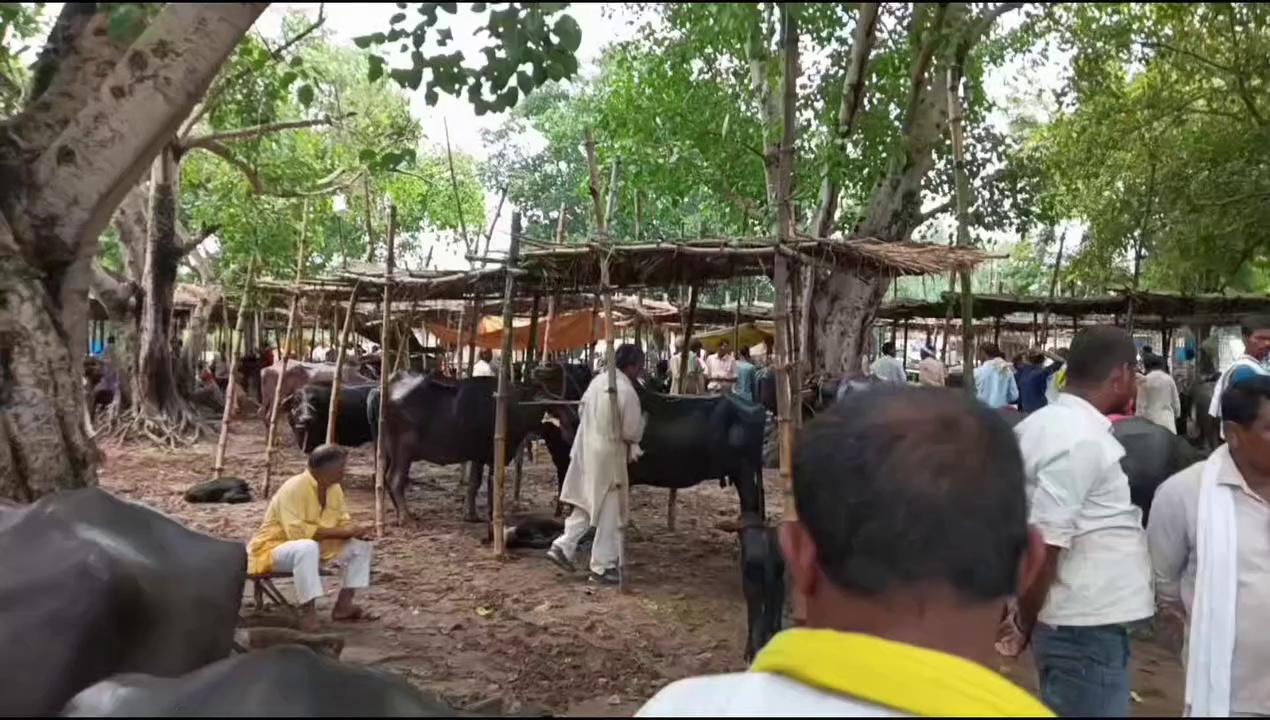 काराकाट के मेले मंडी में एक से बढ़कर एक भैंस पहुंच रही हैं।। Bhains ki Mandi।। Buffalo mandi