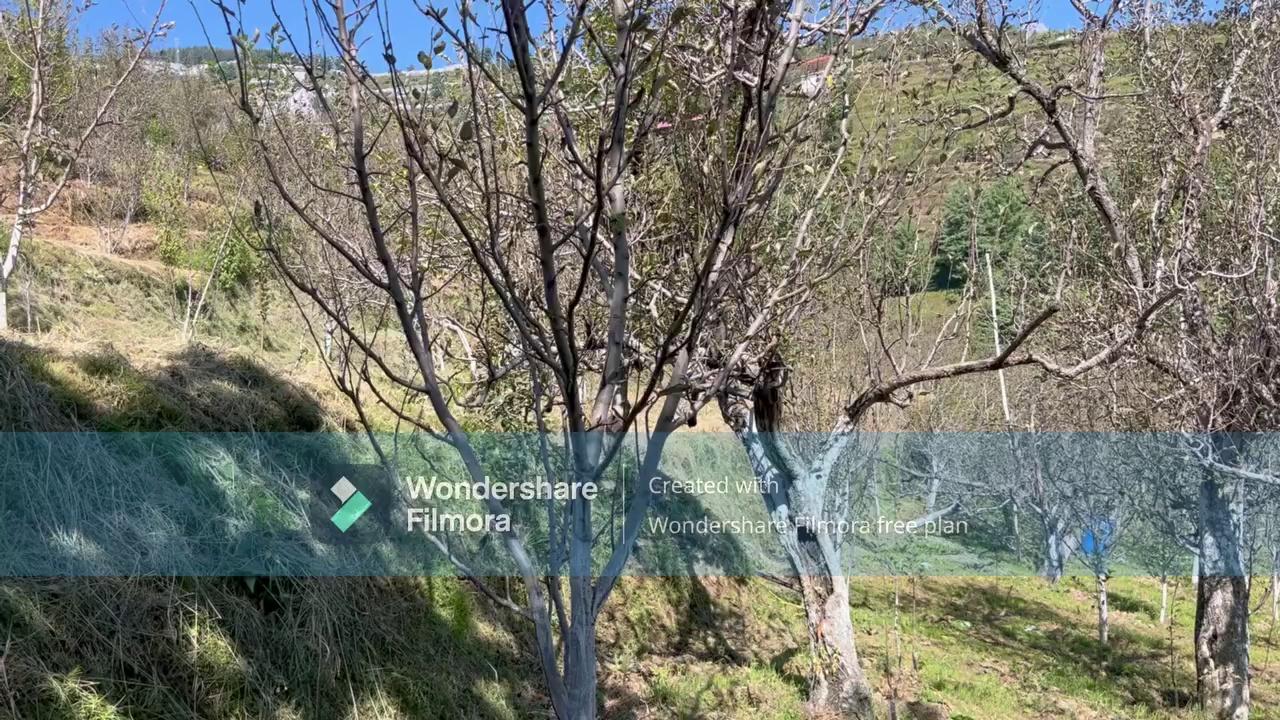 CANOPY MANAGEMENT IN APPLE TREES