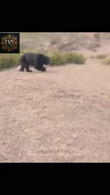 Black bear spotted at Y.K Pora, Qazigund Playground on early morning. ...