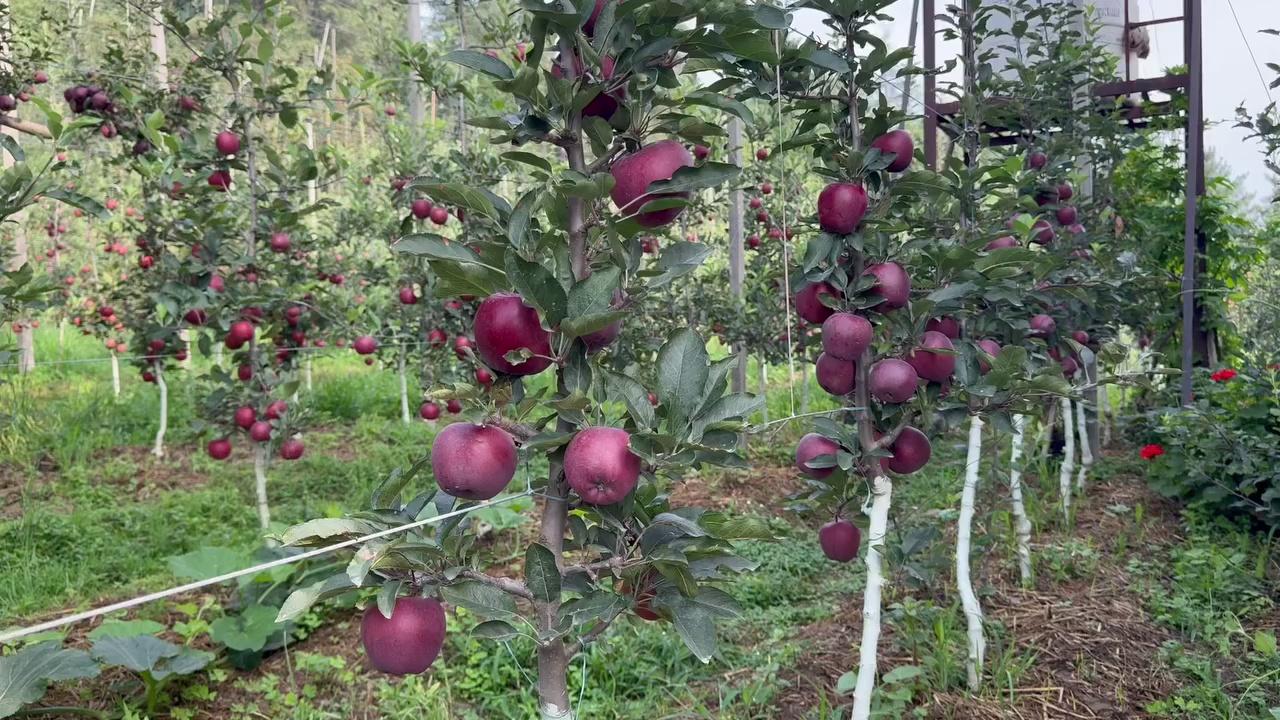 #Rd11
High colour red delicious strain
Best in shape &size