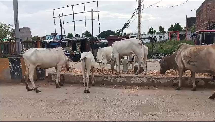 चम्बल के भिंड लहार में हर रोज गौभक्तों द्वारा आवारा गाय दिया जाता है भण्डारा
इसी क्रम में आज का गौ भंडारा लहार पुलिस थाने में पदस्थ आरक्षक जय भरद्वाज के द्वारा भुखी गायों को खिलाया गया आटा मिक्स भुसा