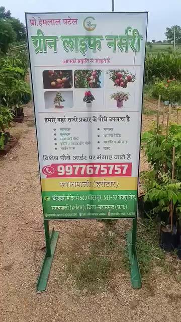 Green life nursery saraipali 9977675757