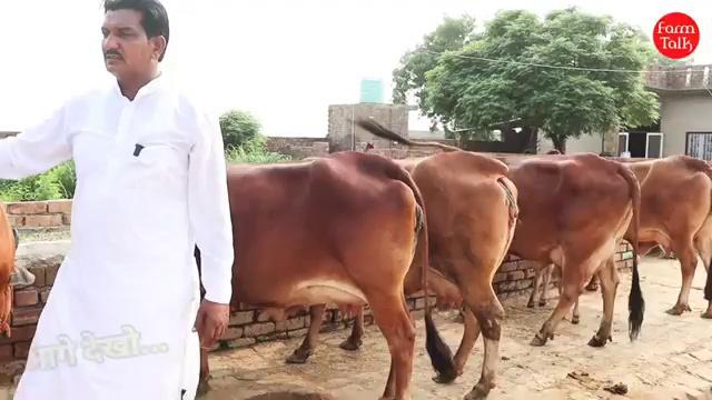 5 Star Sahiwal दुर्लभ स्वर्ण कपिला गाय
आज सभी लेने वाली है
Available at Sirsa Haryana
Farm Talk