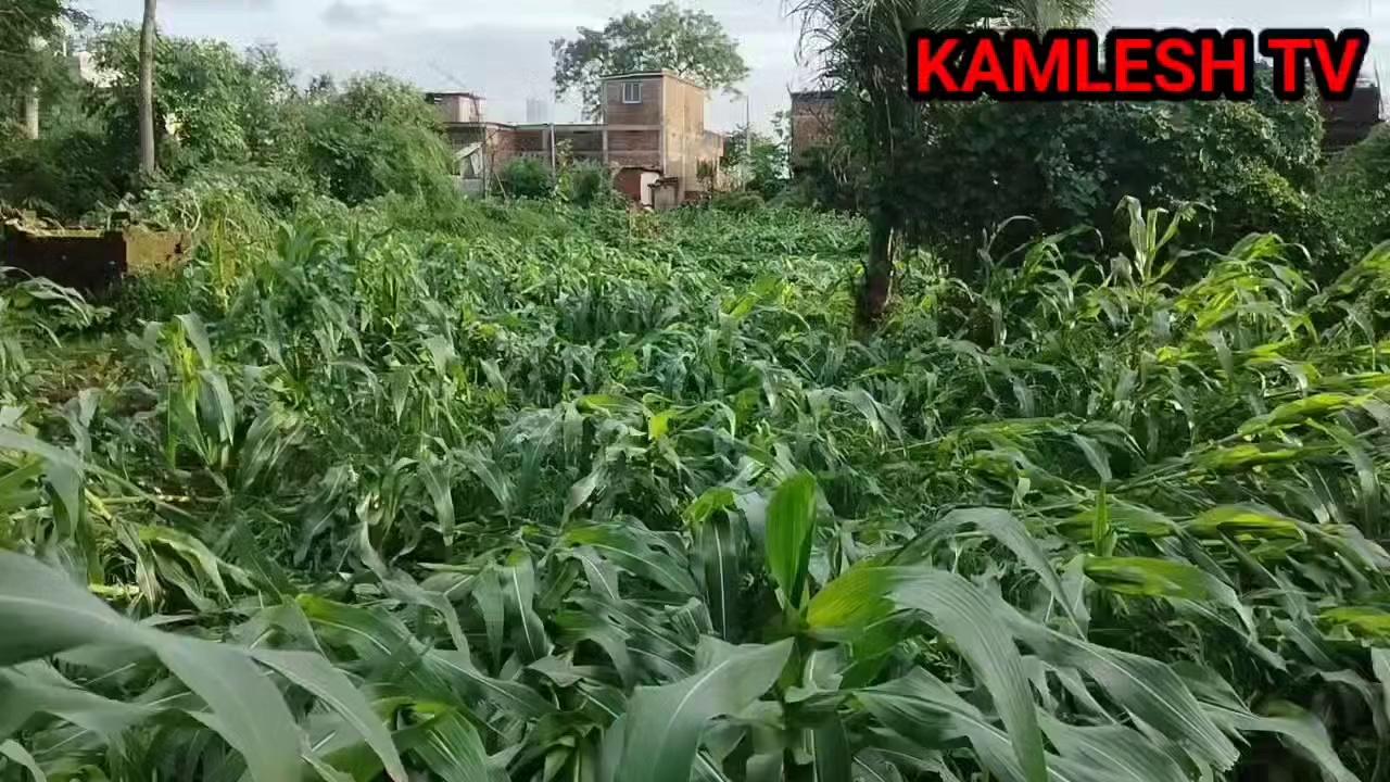 आंधी तूफान से मक्का का फ़सल हुवा बर्बाद ।। किसानो के चेहरे पर आया मायूसी ।।