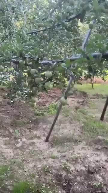 Mashallah how is the smart work ovais sabh
This is called fruit set
Bookings Open of Apple Hdp Establishment For The Season 2024-2025.
All Varieties of Imported m9 as well as M111 Plants Available.
Free Orchard Visits and Guidance about Nutritional Management.
Standard Trellis and Drip Irrigation System.
Hurry up. Make Your Dream Orchard with Us.
For Booking Please visit Our Branchs or You can directly Contact on Below Mentioned Numbers:
#Kulgam & Pulwama: Aamir Yousuf 6006461442.
#Shopain: Aamir Naikoo 7006443696.
#Anantnag: Sadam Fayaz 9797084904.
#Baramulla, Kupwara, Handwara Sajad ah Lone 7006142014.
#Bandipora, Ganderbal, srinagar Younis ahmad parray 7006080661.
#KVF 2024-25