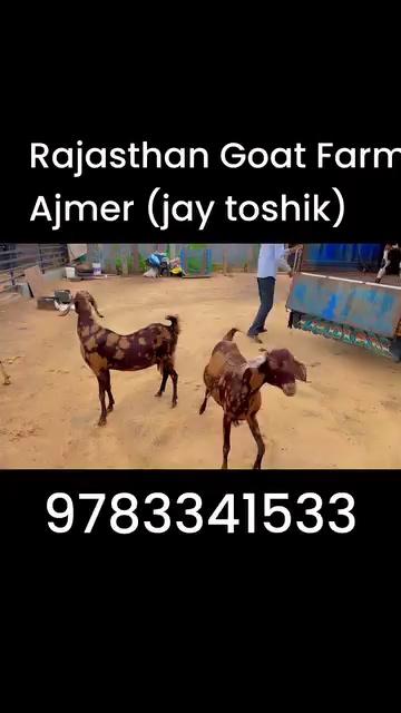 बच्चे साथ बकरिया बकरिया वापस pregnant (राजस्थान बकरी फ़ार्म अजमेर ) जय तोषिक 9783341533