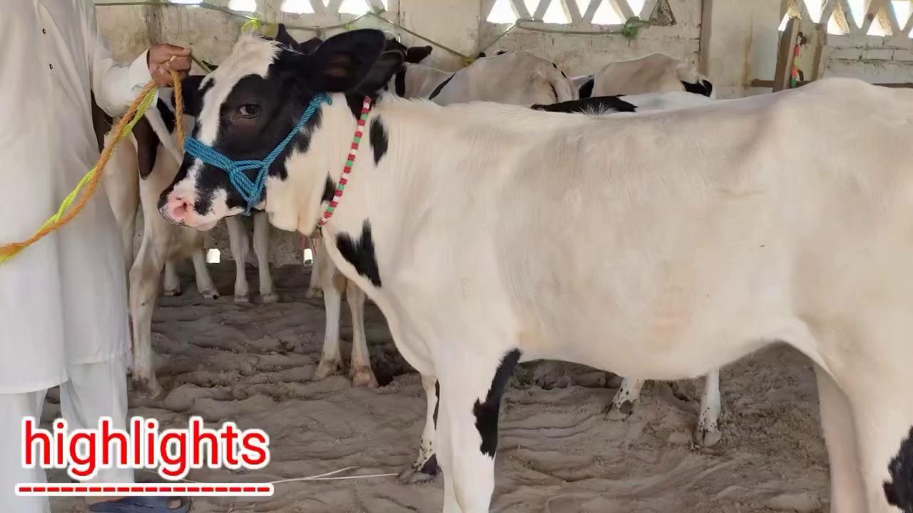 Pk Janwar Tv | 7 Cow heifers Fresh Rates Update | Fatehpur Layyah | Sunday | 7 October 2024