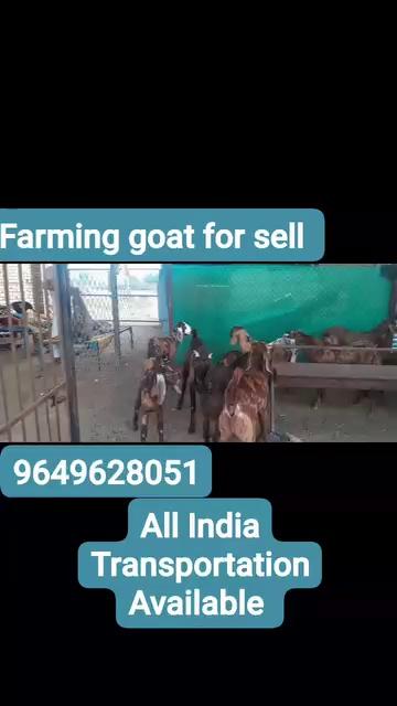 RAWAT_GOAT_FARM
जिस भाई को #farming & #cutting के लिए Goats की जरूरत हो तो हम से संपर्क करे
9649628051
#सबसे_सस्ते_दामों_में_उपलब्ध
•हमारे farm पर आपको प्रेगनेंट बकरियां भी मिलती है
•अपने पास stock रहता है-
1,Cutting 2,Farming 3,Qurbani 4,Sheep
{Breeds Name}
•#Sojat
•Totapuri
•#betal
•sirohi
•#Gujari
•Ajmeri
•#Barbari
All india transporte Available
Address. ..Rajasthan Ajmer