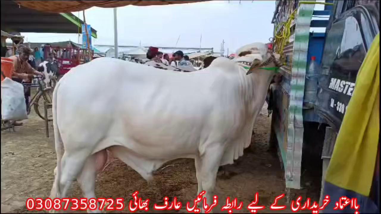 Multan Cow Mandi 4 august