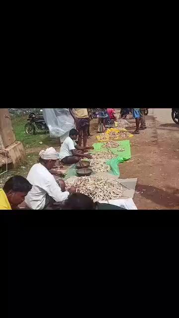 पखांजूर मार्केट में आया नेचुरल मशरूम | Natural mushroom जंगली पुटू