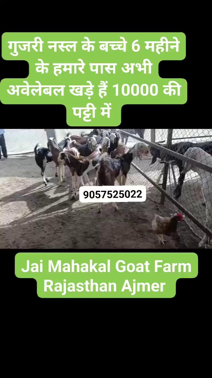 #Gujari nasl ke Bakre hamare pass abhi available Khade Hain all India goat supplier Jai Mahakal Goat Farm Rajasthan#Ajmer contact number 9057525022 50nag bakron ka Laut hamare pass available Khada Hai