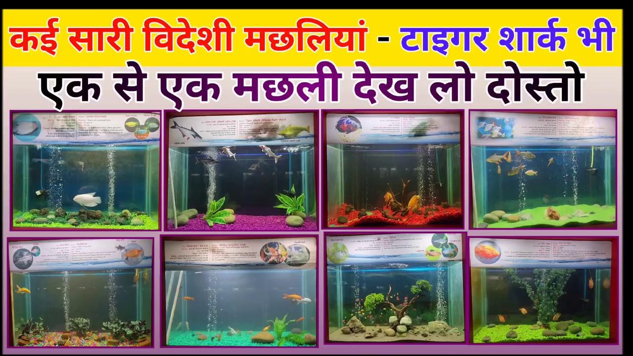 Different Types Fish in the World - विश्व की अलग अलग प्रकार की मछलिया - Vlog by #Sangampmishra in Gorakhpur UP