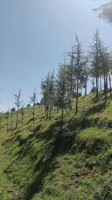 Beautiful view Theog Shimla Himachal Pradesh ...