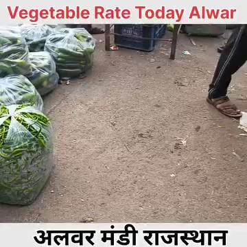 बारिश के मौसम मे हरी सब्जियों के भावों की तेजी मंदी रिपोर्ट अलवर मंडी राजस्थान / vegetable rate today