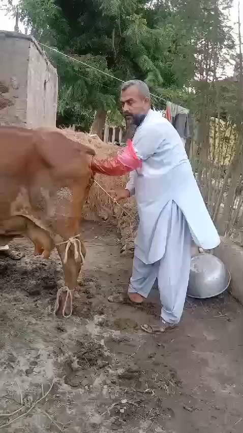 Today Performed Artificial Insemination in Cow Hyderabad Routine Work Mr Jhaman Mangwar Colony Kotri Technical Team Dr Ghulam Hyder Jamali Dr Zeeshan Soomro Mr Amir Ali jokhio Livestock Inspector Hyderabad Under Supervision Dr Iqatidar Ali Memon Sb Additional Director Livestock Production Hyderabad Dr Ghulam Muhammad Jiskani Sb Deputy Director Livestock Production Hyderabad Date 08.08.2024