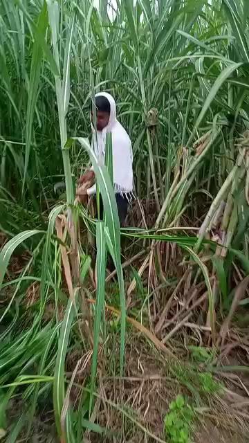 || भारत के गांव
की जिंदगी || India Village
farmer video
|| India Village ||
#indiavillage #BMW
Indian real village, Daily routine village life In India, real life in indian village,
village life, indian village life, indian village, rural life india, village life in india, real life india, village, village life india, india village life, rural life, farmer life, india life, india, village life of india, village life uttar pradesh, life, rural life in india, rural life of india, village life daily routine in, india farmer life, village life of india up, uttar pradesh village, village life vlog, rural life india village, village lifestyle, rural life india, real life india, india, rural life, indian village life, rural life of india, village life in india, rural life up, india farmer life, village life, rural life in india, rural life, indian farmers, indian farmer vlogs, india farmer, indian farming, indian farms, real , farmer life, life india, rural life india up, village life, india village life, rural india, indian village, india vlog video, india rural life, rural india life, life, indian, india farmer, nature rural life, indian life, real life india, , life, village life of india, farmer life, indian village, indian rural life, life india, life of poor people in india, up india, india life, life of india, life in india, poor people of desi life ,
indian village life,
indian village food,
indian village girl,
indian village game,
indian village in africa,
indian village cooking channel,
Uttar Pradesh Village,
uttar pradesh village life,
uttar pradesh village life vlog,
uttar pradesh village lifestyle,
uttar pradesh village food,
uttar pradesh village wedding video,
uttar pradesh village house,
uttar pradesh village tour,
uttar pradesh village home design,
up Village,
up village life,
up village life vlog,
up village food,
up village wedding video,
up village marriage,
up village lifestyle,
up village vlog,
up village cooking,
up village song,
up village shadi video,
#dailyvlog
vlogginglifestyle
#JabaramVlogs
#RameshRajVlog
#ScienceWalaShankar
#SintuReenaVlogs
#Myvillageofficial
#Delhivlogsheetal
#villagevlog
#village
#villagelifestyle
#villagelifestylevlog
#dihatilife
#dihatilifestyle
ms family vlog
#gareebmsvlogs
#jitendraSaini94
Jabaram Vlogs,
Ramesh Raj Vlog,
Science Wala Shankar,
Sintu Reena Vlogs,
Myvillage official,
Delhi vlog sheetal,
Daily vlogs,
dailylifevlogs,
India vlogs,
Daily vlogs video,
Vlogs video,
gareeb m s vlogs,
garib ms vlog,
gareeb m_s vlog,
ms garib,
vijay riya vlogs,
vijay riya,
vijay riya video,
vijay riya ka ladai,
sunil gudiya vlogs,
sunil gudiiy vlog,
goan ka ladka,
goan ka ghar,
vlog,
vlogs,
funny vlog,
Rangila family vlogs,
Rangila family vlog ,
vlog video,
new vlog video,
daily vlog video,
daily vlog,
new vlog video,
daily vlogger,
daily vlogs india,
daily vlogs,
daily vlog channel,
daily vlog video,
Village life indian vlog,
Village cooking channel,
Life of a daily vlogger,
Hindi vlogs,
How to make daily vlogs,
Middle class boy vlog,
Sourav joshi vlogs,
Life style vlogs,
Uttarpradesh vlog,
Siddharth Nagar vlog,
Indian couple vlog,
sourav joshi vlogs,
delhi vlog sheetal,
elvish yadav vlogs,
bijnor,
farmer life,
gareeb ms vlog,
gareeb ms vlogs,
garib vlog,
india village life,
india vlog by foreigners,
sher mein dehat,
shirazi village vlog,
uttar pradesh village,
uttar pradesh village life,
vijay riya vlogs,
vlog video,
vlog village,
Village couple vlog,
Village vlog,
Village food,
Village life style,
Indian village cooking,
Village cooking channel,
Village life indian vlogvlog,
Village lifestyle vlog,
Village lifestyle vlogs,
Village vlogging,
Vijay life,
Village lifestyle vlog video,
Forest Villege vlogs,
shahnagar Vlogs,
Haldaur Vlogs,
Bijnor Vlogs,
Uttar Pradesh Vlogs,
Andhra Pradesh Vlogs,
Arunachal Pradesh Vlogs,
Assam Vlogs,
Bihar Vlogs,
Chhattisgarh Vlogs,
Goa Vlogs,
Gujarat Vlogs,
Haryana Vlogs,
Himachal Pradesh Vlogs,
Jharkhand Vlogs,
Karnataka Vlogs,
Kerala Vlogs,
Madhya Pradesh Vlogs,
Maharashtra Vlogs,
Manipur Vlogs,
Meghalaya Vlogs,
Mizoram Vlogs,
Nagaland Vlogs,
Odisha Vlogs,
Punjab Vlogs,
Rajasthan Vlogs,
Sikkim Vlogs,
Tamil Nadu Vlogs,
Telangana Vlogs,
Tripura Vlogs,
UttarPradesh Vlogs,
Uttarakhand Vlogs,
West Bengal Vlogs,
Mohammadpur Deomal Vlogs,
Haldaur Vlogs,
kiratpur Vlogs,
Najibabad Vlogs,
Kotwali Vlogs,
Nehtaur Vlogs,
Noorpur Vlogs,
Dhampur Vlogs,
Afzalgarh Vlogs,
Sehora Vlogs,
Jalilpur Vlogs,
Bijnor Vlogs,
Sherkot Vlogs,
Jhalu Vlogs,
Mandawar Vlogs,
Badhapura Vlogs,
Jalalabad Vlogs,
Sahanpur Vlogs,
Youtube https://www.youtube.com/jitendrabnvlogs
Face Book https://www.facebook.com/profile.php?id=100079283798091