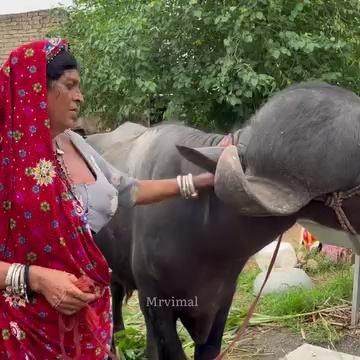 पुष्कर की सुशीला किन्नर ने खरीदा एक करोड़ का भेंसा, इस बार पुष्कर मेले में बनेगा आकर्षण का केंद्र ।