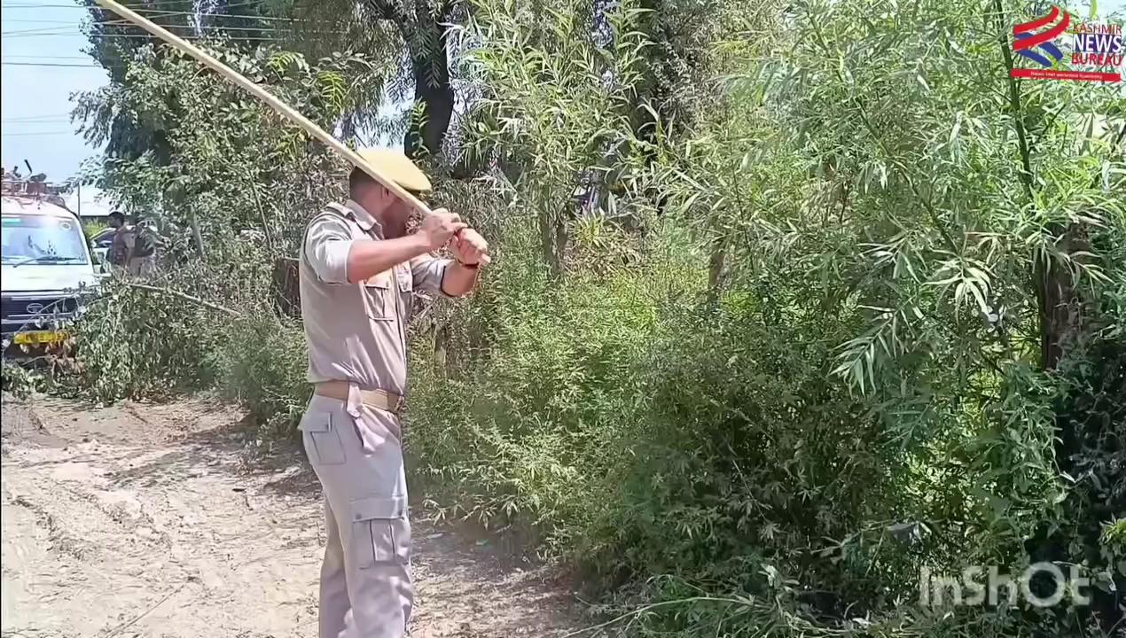 Pattan Police Destroyed Bung Cultivation Today At Pattan