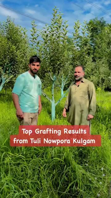 Top grafting results from Tuli Nowpora Kulgam..??